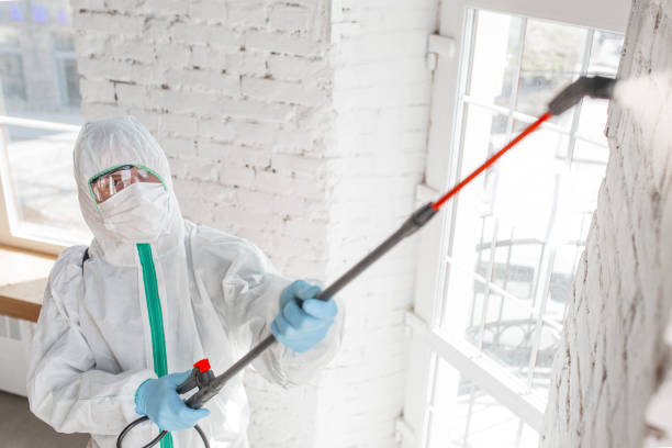 Best Black Mold Removal  in Los Alamos, CA