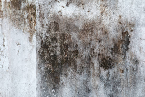 Reliable Los Alamos, CA Mold Removal Solutions