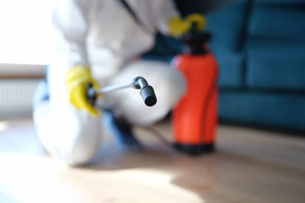 Mold Documentation for Insurance Claims in Los Alamos, CA